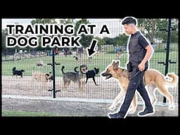 How I train reactive dogs to IGNORE other dogs [FULL REACTIVITY SESSION]