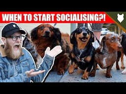 WHEN TO START SOCIALISING MY DACHSHUND PUPPY