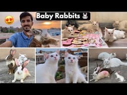 Cute Baby Rabbits 🐰 || kittens & Rabbits Nay Khub Enjoy kia 😍 |Rehan & Max