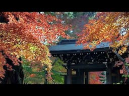 Looking for Autumn Leaves, Tozenji Temple, and more! | JAPAN LIVE STREAMS 2024