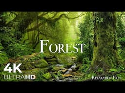 Forest 4K 🌳 Scenic Relaxation Film with Peaceful Music - Ambient Soundscapes - Nature Ultra HD