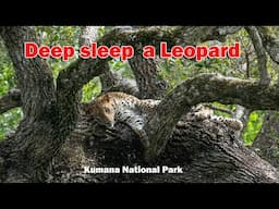 Deep Sleep a leopard on the tree | Raseem Photography | Wildlife