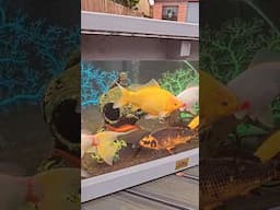 HUGE GOLDFISH | Outdoor aquarium