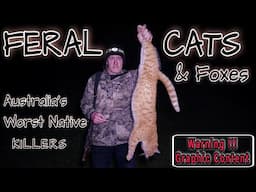 FERAL CATS || AUSTRALIA'S WORST NATIVE KILLERS