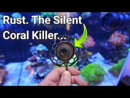 Is This Why My Anemones Are Unhappy? The Prestige Reef Dork Show Ep 79