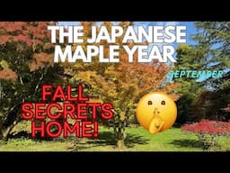 Japanese Maples: Fall secrets Home