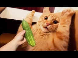 Cat Scare Of Cucumber - Funny Cat Reaction | Cool Pets