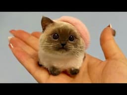 CUTE & FUNNY CATS will cheer you up! Funny Cat Videos