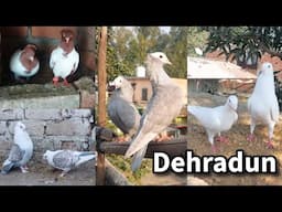 Fancy Pigeons Loft in Dehradun Uttrakhand | A bodybuilder Pigeon Lover | Mukhi, Nun, Beauty Homer