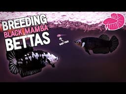 Breeding Black Mamba Bettas