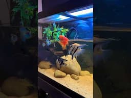 Aquarium Fish JUMPING for food! #fish #funny #foodie