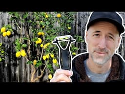 How to prune your lemon tree!