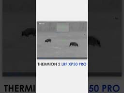 Clear image, delivered by a European-made thermal sensor - Thermion 2 LRF XP50 Pro. #pulsarvision