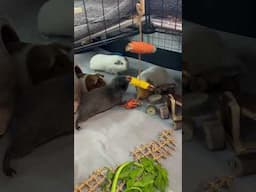 GUINEA PIGS SQUEAKING AWAY (SHORTS)