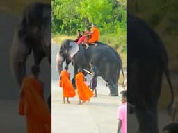 Monks & Kids Ride Joyously on a Freshly Bathed Elephant – Pure Happiness!