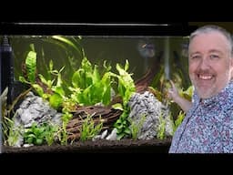 How to Grow Java Fern in an Aquarium