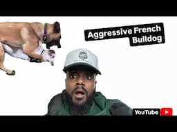 Aggressive French Bull Dog Vs Belgian Malinois Expert Opinion