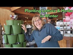 Planting herbs and lettuce for winter salads 1