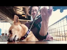 Fiddling hot licks - ￼ Miss Moonshine learning Merriweather with a dog on her lap