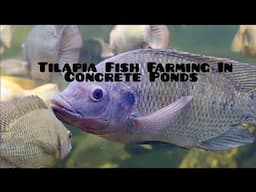 Tilapia Fish Farming In Concrete Ponds