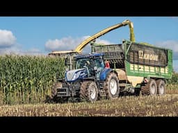 Mais 2024 / Krone Big X 680 / Bongers / Maize silage