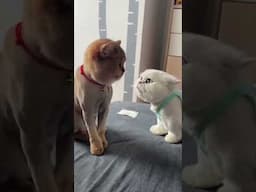 Cute Animals videos 😂😻 Dogs And Cats Funny videos