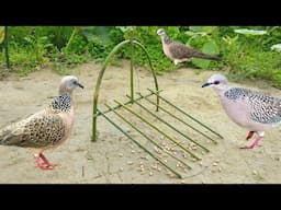 Bird trap made in tomato garden mobaile live video i did