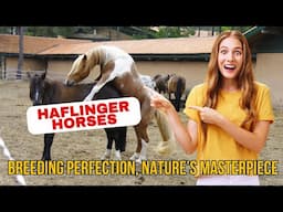 Haflinger Horses: Breeding Perfection, Nature’s Masterpiece 🌿🐴