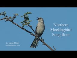 Mockingbird Song Bout