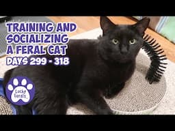 Training And Socializing A Feral Cat * Part 29 * Days 299 - 318 * Cat Video Compilation