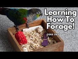 How To Teach Your Bird To Forage & Play - Parrot Foraging | Core Skills Video 5 | TheParrotTeacher