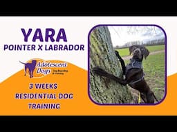 Yara the Pointer x Labrador | 3 Weeks Residential Dog Training