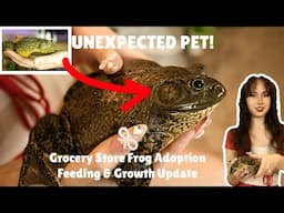 Unexpected Pet! Grocery Store Frog Adoption | Feeding and Growth Update