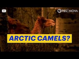 When Camels Roamed the Arctic | NOVA | PBS