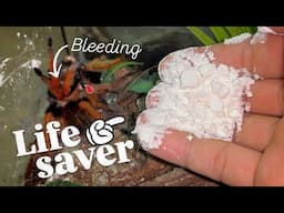 This WHITE POWDER will SAVE your Tarantula’s LIFE! ~ All keepers NEED it !!!