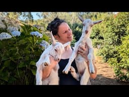 Baby goats are cute but I'm worried... Free Range Homestead Ep 85