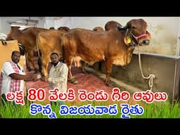 లక్ష 80 వేలకి రెండు గిరి ఆవులు కొన్న విజయవాడ రైతు || Top Quality Giri Cows prices in Hyderabad