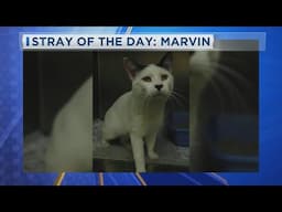 Stray Of The Day Marvin 2-10-25