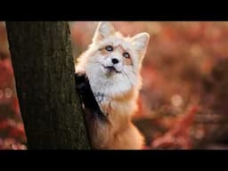 Everything about Foxes