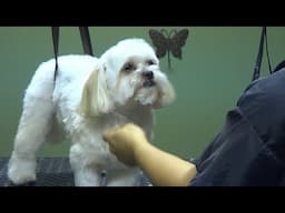 How to Groom a Shih Tzu (Puppy Cut) - Do-It-Yourself Dog Grooming