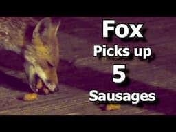 Friendly wild urban fox comes to be fed ~ Fox Picks up 5 Sausages