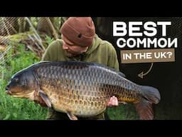 The Story Of Bullnose | A HUGE Common Carp | Korda Mindset