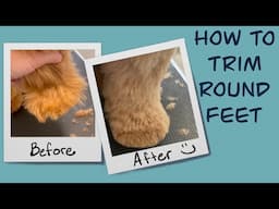 How to Trim a Round Foot | Mabel The Whoodle | At Home Dog Grooming