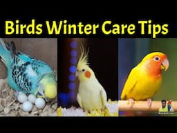 Birds winter care tips 2025 | Birds | Budgies | Cockatiel | Lovebirds | Finches