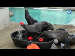 California Sea Lions Bobbing for Jell-O!