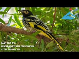 Daily Dive # 161 | Regent Honeyeater Conservation at the Taronga Zoo