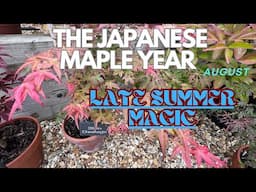 Late Summer Growth of Japanese Maples: A Visual Guide