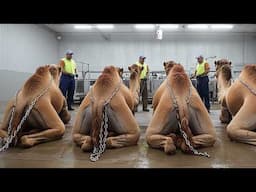 Millions Of Camels, Donkeys And Foxes Are Slaughtered And Processed This Way - Processing Factory