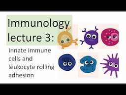 Immunology Lecture 3 | Innate immune cells | Leukocyte rolling adhesion