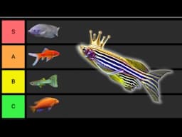 Ranking The Most BULLETPROOF Fish